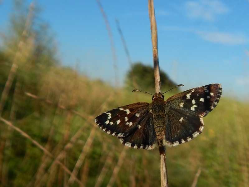 Farfalle (Hesperidae) in ambientazione